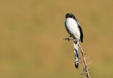 Zwaluw, Zuid-Afrika